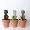 Artificial succulent 10.5*10 Artificial succulent 10.5*10.5*22CM Cactus in plastic pot GS-45219103