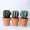 Artificial succulent 14*14*25.5CM Cactus in plastic pot GS-45219104