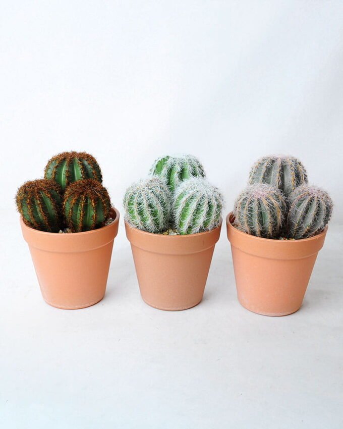 Artificial succulent 10.5*10.5*16CM Cactus in plastic pot GS-45219106