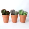 Artificial succulent 11*9 Artificial succulent 11*9.5*16CM Cactus in plastic pot GS-45219107