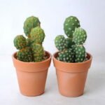 Artificial succulent 8.5*8*15.5CM Cactus in plastic pot GS-45219111