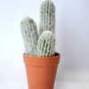 Artificial succulent 10*9.5*23CM Cactus in plastic pot GS-45219113