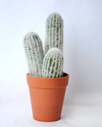 Artificial succulent 10*9.5*23CM Cactus in plastic pot GS-45219113 Succulent YeahFlower is one of Chinese leading OEM manufacturers and exporters , supplying the silk flowers, wholesale artificial trees Artificial succulent 10*9.5*23CM Cactus in plastic pot GS-45219113