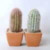 Artificial succulent 5.5*5 Artificial succulent 5.5*5.5*12CM Cactus in plastic pot GS-45219120
