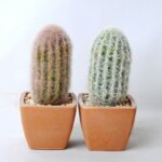 Artificial succulent 5.5*5.5*12CM Cactus in plastic pot GS-45219120