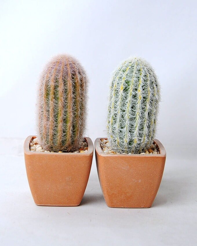 Artificial succulent 5.5*5 Artificial succulent 5.5*5.5*12CM Cactus in plastic pot GS-45219120
