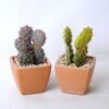 Artificial succulent 5.5*5.5*10CM Cactus in plastic pot GS-45219121