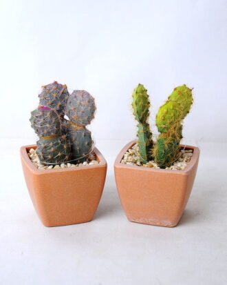 Artificial succulent 5.5*5.5*10CM Cactus in plastic pot GS-45219121