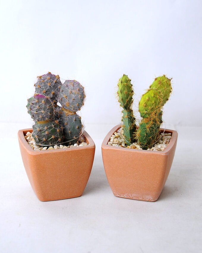 Artificial succulent 5.5*5.5*10CM Cactus in plastic pot GS-45219121