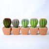 Artificial succulent 5.5*5 Artificial succulent 5.5*5.5*10CM Cactus in plastic pot GS-45219122