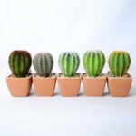 Artificial succulent 5.5*5.5*10CM Cactus in plastic pot GS-45219122