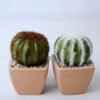 Artificial succulent 5.5*5 Artificial succulent 5.5*5.5*8CM Cactus in plastic pot GS-45219123