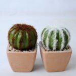 Artificial succulent 5.5*5.5*8CM Cactus in plastic pot GS-45219123