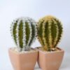 Artificial succulent 5.5*5.5*12CM Cactus in plastic pot GS-45219124