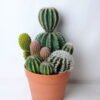 Artificial succulent 21*20.5*34CM Cactus in plastic pot GS-45219125