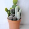 Artificial succulent 23*20.5*44CM Cactus in plastic pot GS-45219126