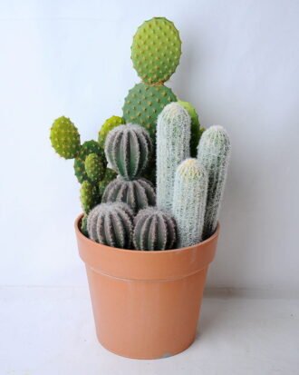 Artificial succulent 23*20.5*44CM Cactus in plastic pot GS-45219126