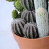 Artificial succulent 23*20.5*44CM Cactus in plastic pot GS-45219126