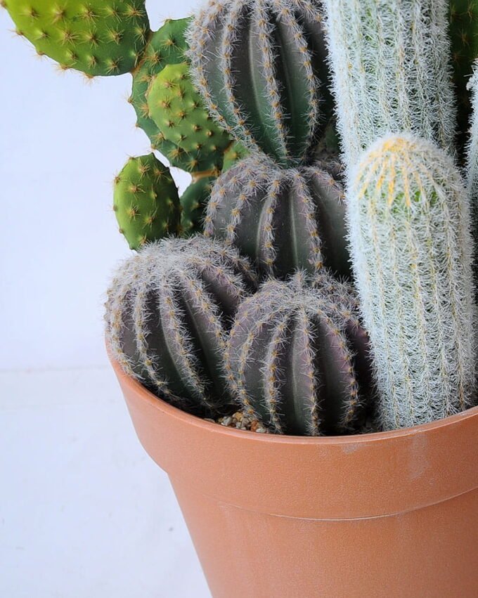 Artificial succulent 23*20.5*44CM Cactus in plastic pot GS-45219126