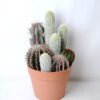 Artificial succulent 19*18.5*33.5CM Cactus in plastic pot GS-45219127