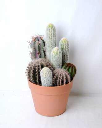 Artificial succulent 19*18.5*33.5CM Cactus in plastic pot GS-45219127 Succulent YeahFlower is one of Chinese leading OEM manufacturers and exporters , supplying the silk flowers, wholesale artificial trees Artificial succulent 19*18.5*33.5CM Cactus in plastic pot GS-45219127