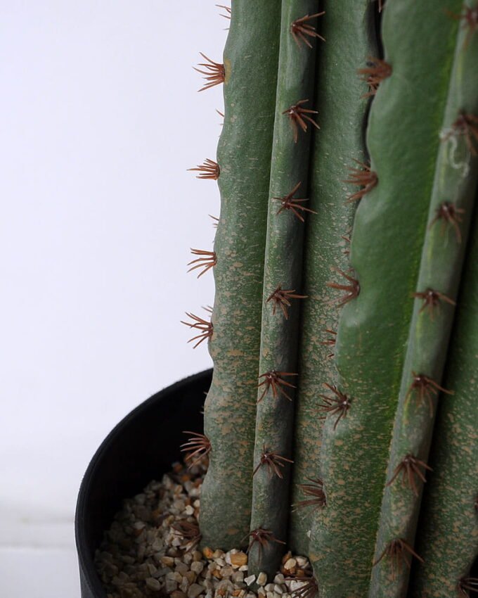 Artificial succulent 37*25*118cm Cactus with plastic pot GS-45219053