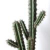 Artificial succulent 24*21*71cm Cactus with plastic pot GS-45219054 2 Artificial succulent 24*21*71cm Cactus with plastic pot GS-45219054