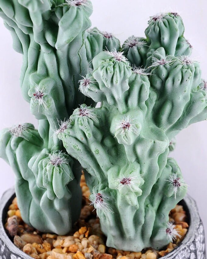 Artificial succulent 10*6*26CM Succulent Plants Hanging GS-47219008