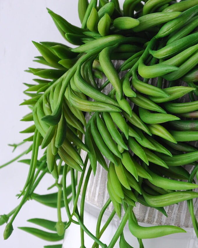 Artificial succulent 13*15*31CM Succulent Plants In Cement Pot GS-47219009-G1 2 Artificial succulent 13*15*31CM Succulent Plants In Cement Pot GS-47219009-G1