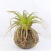 Artificial succulent 12*15CM Succulent Plants In Foam GS-47219010-G1