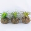 Artificial succulent 12*15CM Succulent Plants In Foam GS-47219010-G1