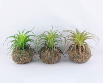 Artificial succulent 12*15CM Succulent Plants In Foam GS-47219010-G1