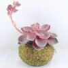 Artificial succulent 11*19CM Succulent Plants In Foam GS-47219013-R1