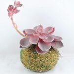 Artificial succulent 11*19CM Succulent Plants In Foam GS-47219013-R1