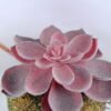 Artificial succulent 11*19CM Succulent Plants In Foam GS-47219013-R1