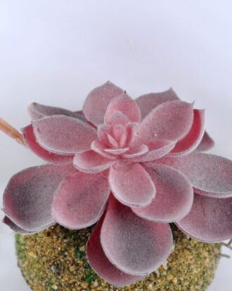 Artificial succulent 11*19CM Succulent Plants In Foam GS-47219013-R1 Succulent YeahFlower is one of Chinese leading OEM manufacturers and exporters , supplying the silk flowers, wholesale artificial trees Artificial succulent 11*19CM Succulent Plants In Foam GS-47219013-R1