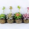 Artificial succulent 11*19CM Succulent Plants In Foam GS-47219013-R1