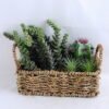 Artificial succulent 22*12*17CM Succulent in basket GS-30319001+P