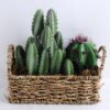 Artificial succulent 20*9*20CM Succulent in basket GS-30319002+P