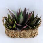 Artificial succulent 21*16*18CM Succulent in basket GS-30319003+P