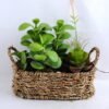 Artificial succulent 20*14.5*20CM Succulent in basket GS-30319004+P