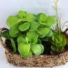 Artificial succulent 20*14.5*20CM Succulent in basket GS-30319004+P