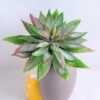 Artificial succulent 11*12.5CM Succulent in ceramic pot GS-30319032+P