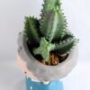 Artificial succulent 8*16.5CM Succulent in ceramic pot GS-30319037+P