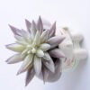 Artificial succulent 9*11 Artificial succulent 9*11.5CM Succulent in ceramic pot GS-30319042+P
