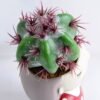 Artificial succulent 9*15CM Succulent in ceramic pot GS-30319044+P