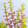Artificial succulent 9*22CM Succulent in ceramic pot GS-30319045+P