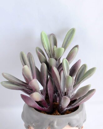 Artificial succulent 9*17CM Succulent in ceramic pot GS-30319047+P Potted Flowers&Plants YeahFlower is one of Chinese leading OEM manufacturers and exporters , supplying the silk flowers, wholesale artificial trees Artificial succulent 9*17CM Succulent in ceramic pot GS-30319047+P