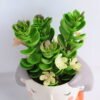 Artificial succulent 9*16CM Succulent in ceramic pot GS-30319048+P
