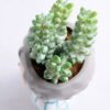 Artificial succulent 8*15CM Succulent in ceramic pot GS-30319049+P